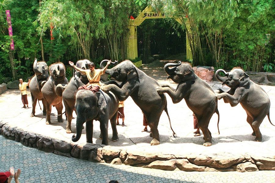 Safari Park FLC Quy Nhơn Bình Định - Vườn thú lớn nhất Đông Nam Á