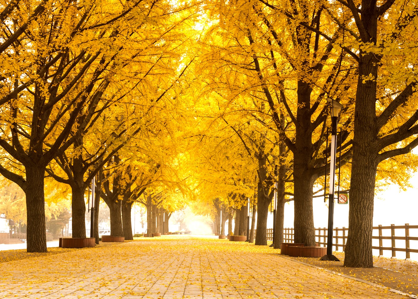 Asan Gingko Tree Road